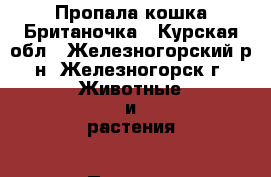 Пропала кошка Британочка - Курская обл., Железногорский р-н, Железногорск г. Животные и растения » Пропажи и находки   